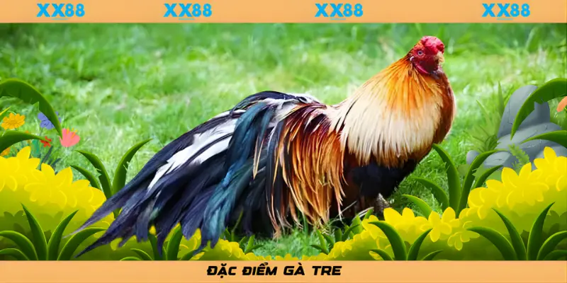 XX88__Đặc điểm GÀ TRE